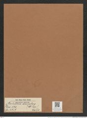 Auliscus sculptus (W. Sm.) Ralfs (de-Toni-Nr.: Genus 171, Species 4357) Zeichnungen Sammlung Grunow Mappe 04313 (Herbarium_W_Grunow_drawings_Folder_04313)